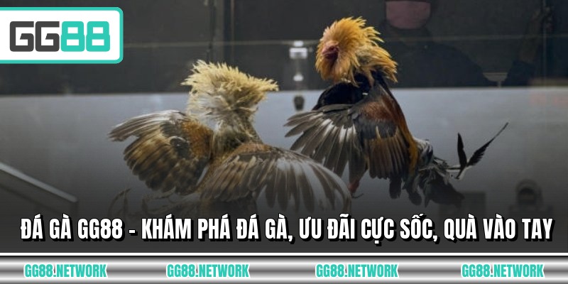 Đá Gà GG88 - Khám Phá Đá Gà, Ưu Đãi Cực Sốc, Quà Vào Tay